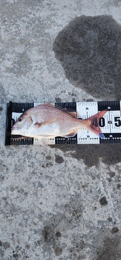 マダイの釣果