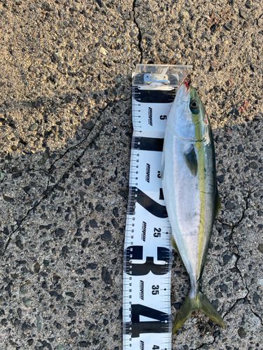 フクラギの釣果