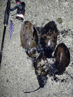 コウイカの釣果