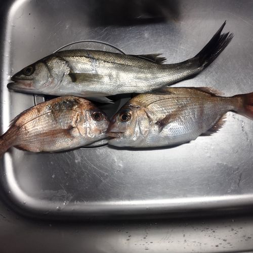 タイの釣果