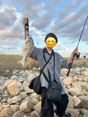 キビレの釣果