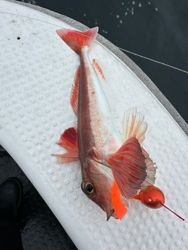 カナガシラの釣果