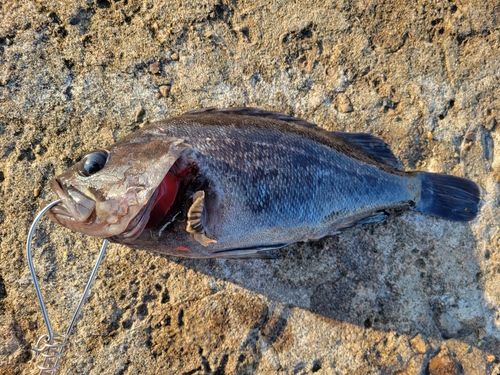 クロソイの釣果