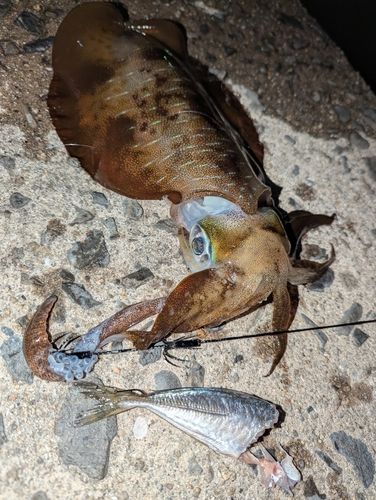 アオリイカの釣果