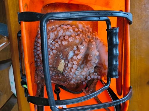 タコの釣果