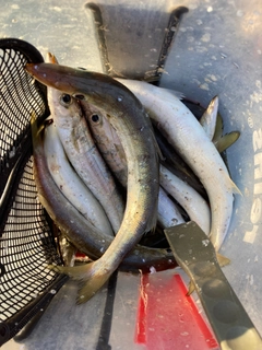 カマスの釣果