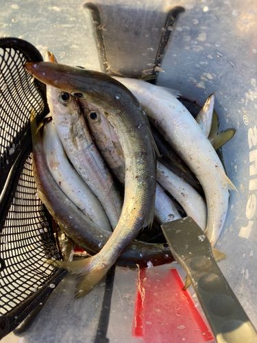 カマスの釣果