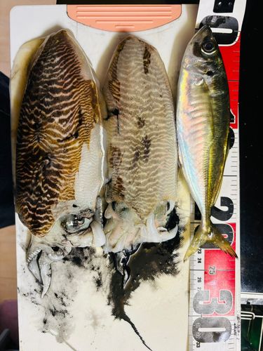 コウイカの釣果