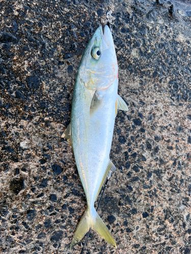 ハマチの釣果