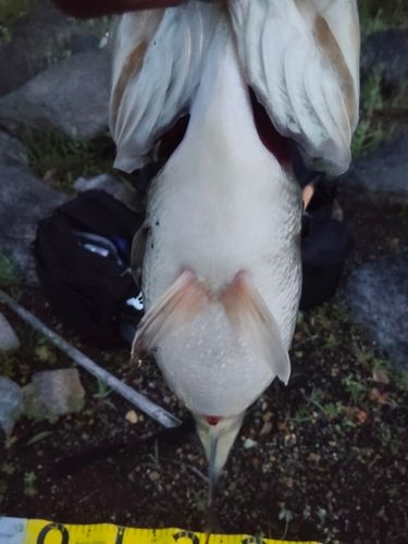 釣果
