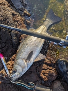 ヒラスズキの釣果