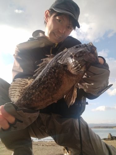 クロソイの釣果