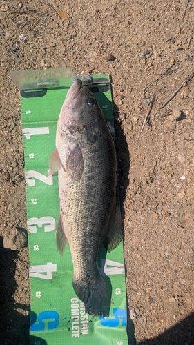 ラージマウスバスの釣果