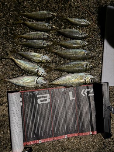 アジの釣果