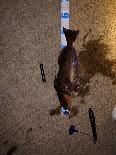 アイナメの釣果