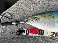 ハマチの釣果