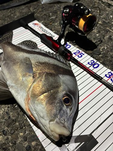 コショウダイの釣果