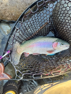 レインボートラウトの釣果