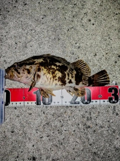 タケノコメバルの釣果