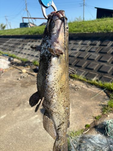 アメリカナマズの釣果