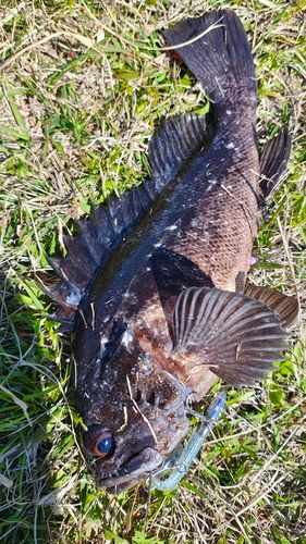 クロソイの釣果