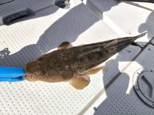 マゴチの釣果