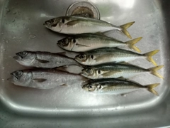 ムツの釣果