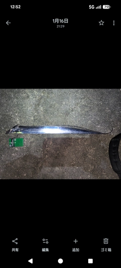タチウオの釣果
