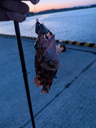 カサゴの釣果