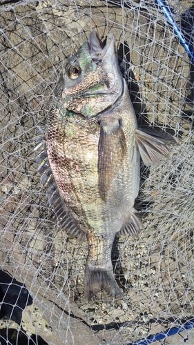 クロダイの釣果