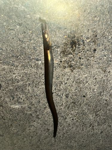 マアナゴの釣果