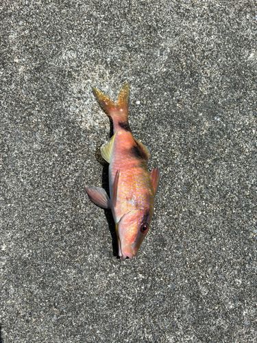 オジサンの釣果