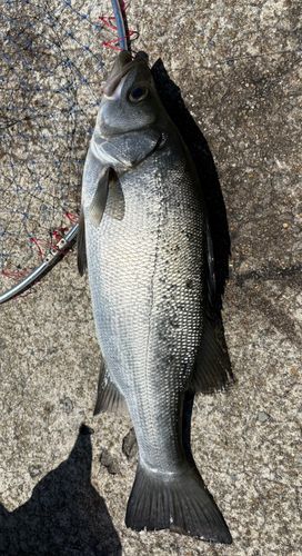 スズキの釣果
