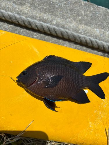 スズメダイの釣果