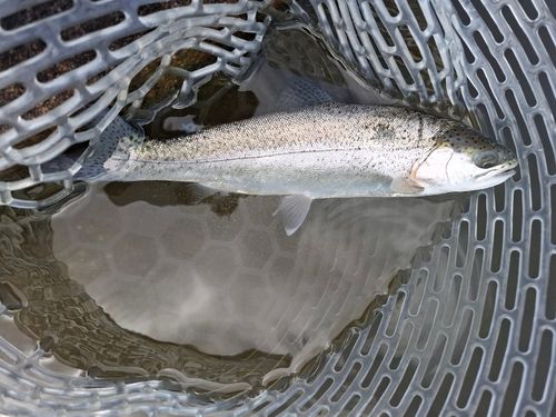 ニジマスの釣果