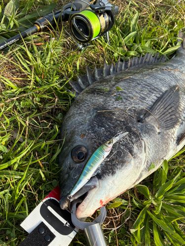 チヌの釣果