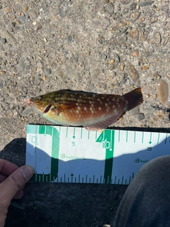 サヨリの釣果