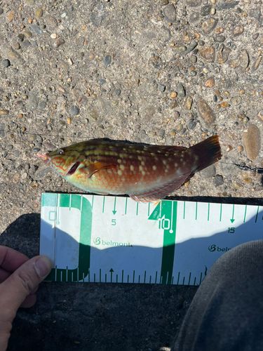 サヨリの釣果