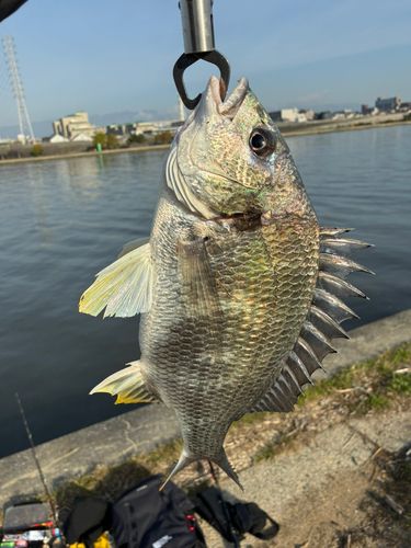 キビレの釣果