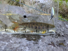 アマゴの釣果