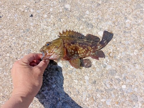 アラカブの釣果