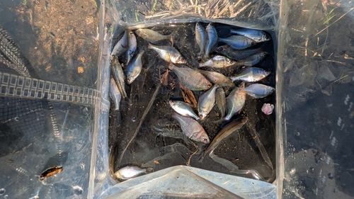 タイリクバラタナゴの釣果