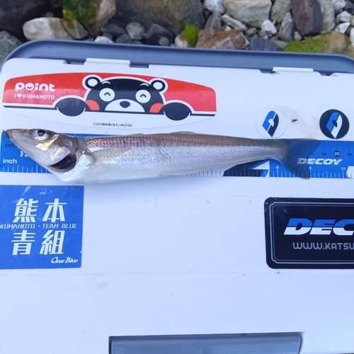 キスの釣果