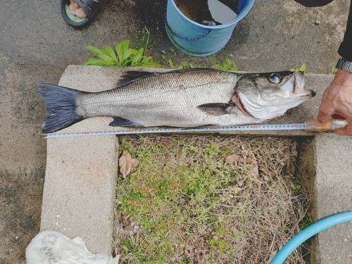 フッコ（タイリクスズキ）の釣果