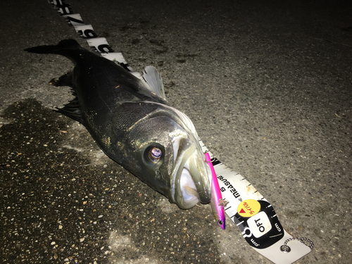 シーバスの釣果