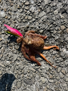 タコの釣果