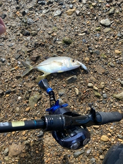 メッキの釣果