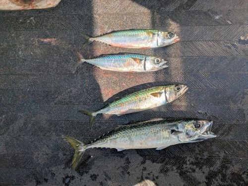 サバの釣果
