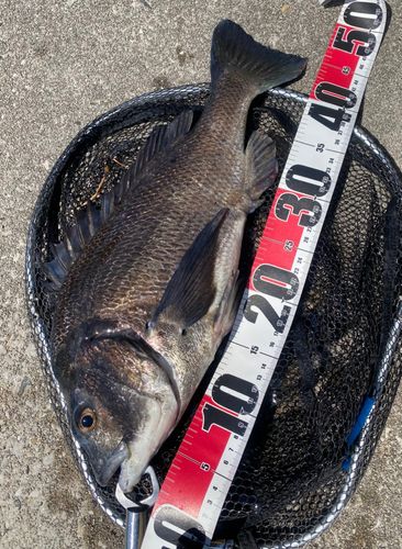 チヌの釣果