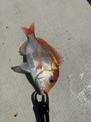 釣果